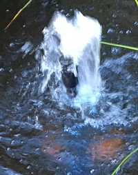 temporary corporate short term housing rental courtyad fountain